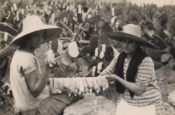 Embolsando la cochinilla, Arucas, Gran Canaria 1926 / Fotografía de Teodoro Maisch. Fuente FEDAC
